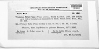 Uromyces viciae-fabae image